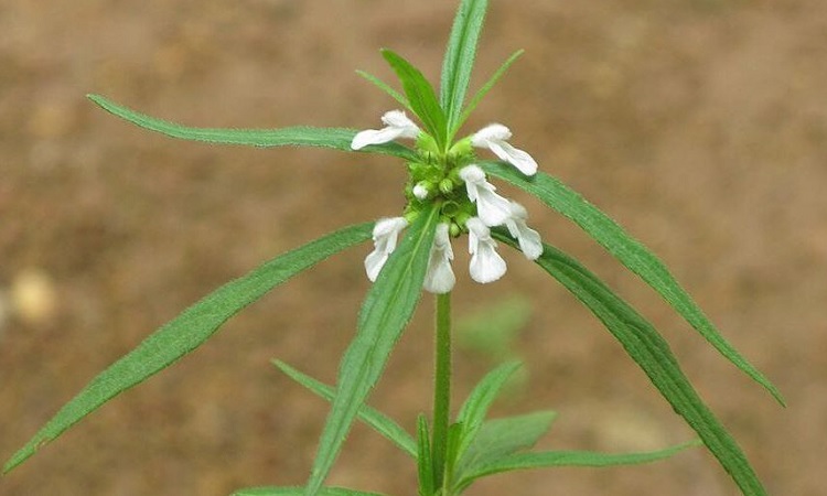 শ্বেতদ্রোণ এর ঔষধি গুণাগুণ