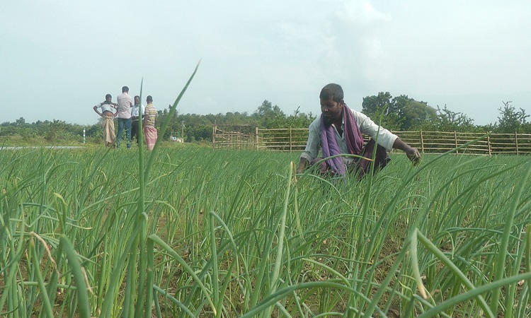কুষ্টিয়ায় মুড়িকাটা পেঁয়াজ পরিচর্যায় ব্যস্ত চাষীরা