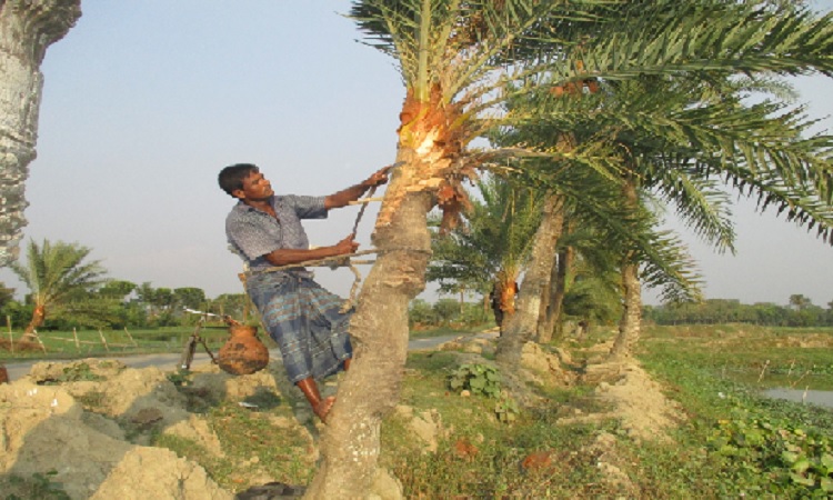 ঝিনাইদহে খেজুর রস সংগ্রহে মহাব্যস্ত গাছিরা