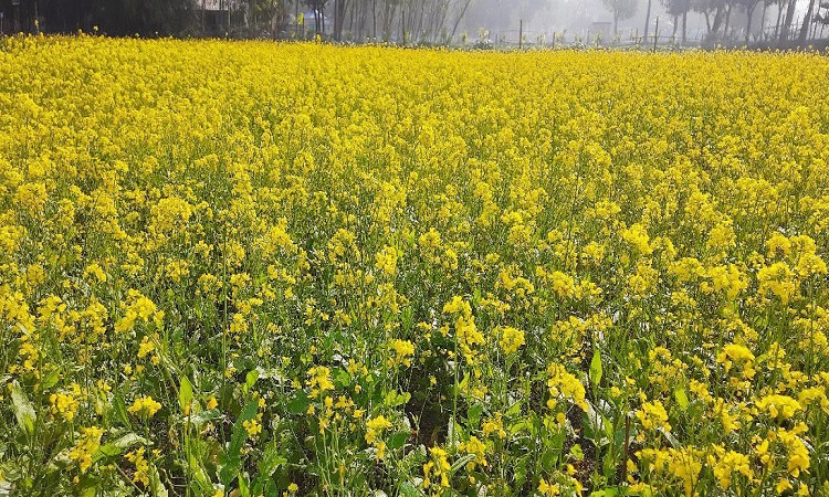 ঝিনাইগাতীতে সরিষা চাষি বেড়েছে দ্বিগুণ