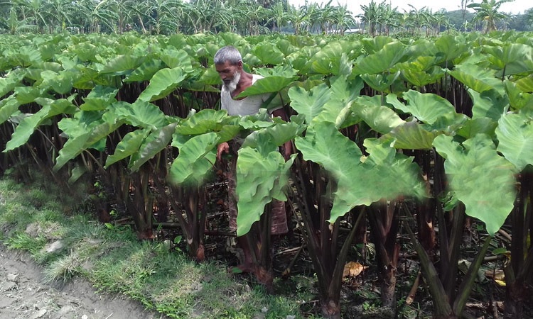 ‘এবার কচুর দাম খুবই ভালো’