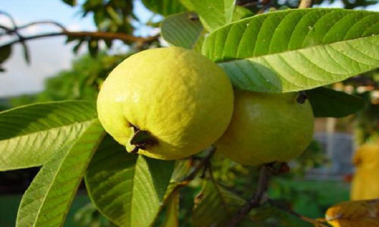 পেয়ারার পুষ্টিগুণ ও উপকারিতা