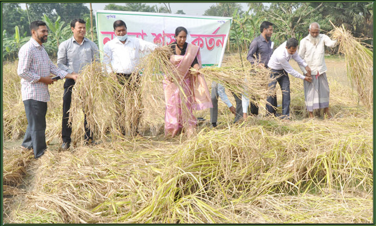 নাটোরে প্রথমবারের মতো ব্ল্যাক রাইসের চাষ