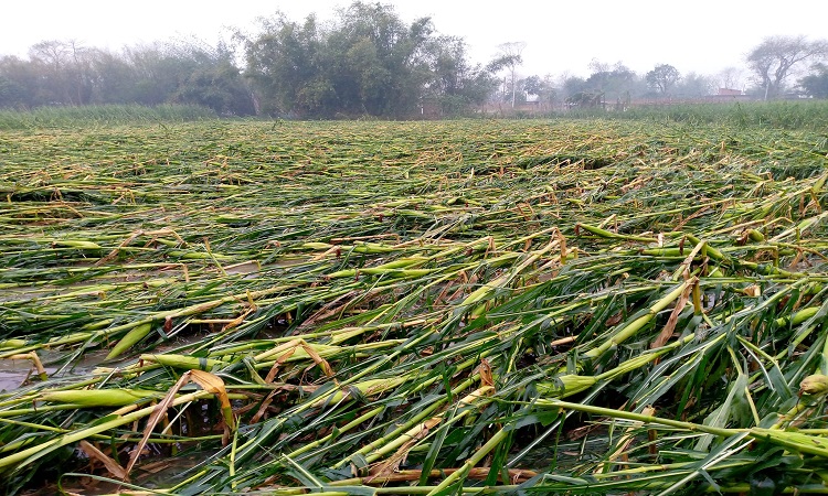 চুয়াডাঙ্গায় ঝড় ও শিলা বৃষ্টিতে ফসলের ব্যাপক ক্ষতি
