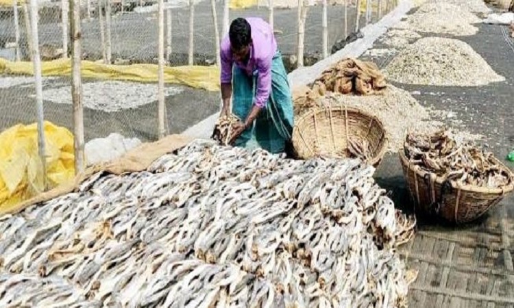 লালপুর শুঁটকিপল্লীতে চাহিদা অনুযায়ী মাছ না পাওয়ায় উৎপাদন কমেছে
