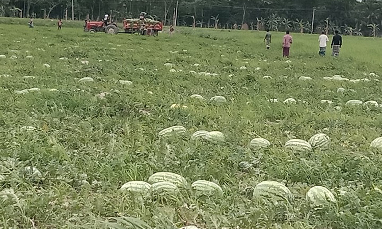 তরমুজের বাম্পার ফলনে লাখপতি ভোলার কৃষকেরা