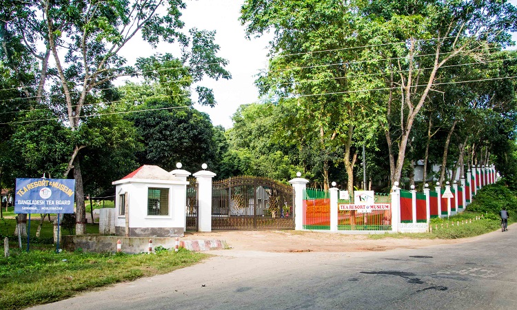 চা জাদুকরের কাছে চা জাদুঘর আছে