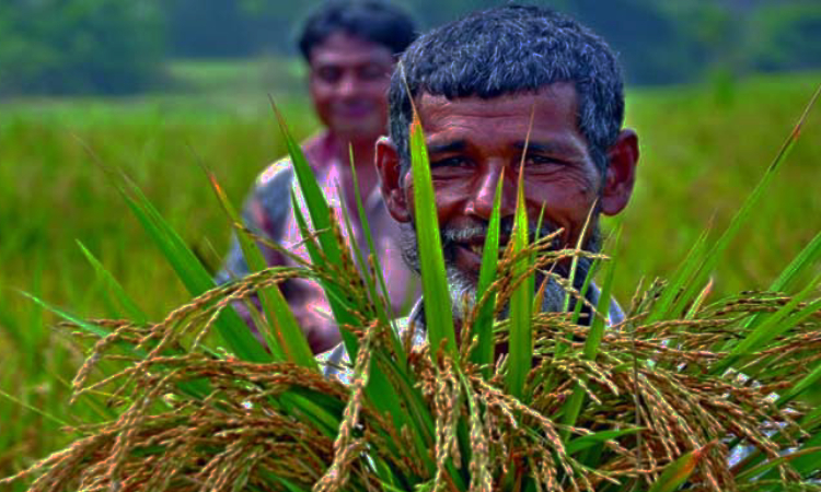কৃষি খাতে ঋণ বৃদ্ধির তাগিদ বাংলাদেশ ব্যাংকের