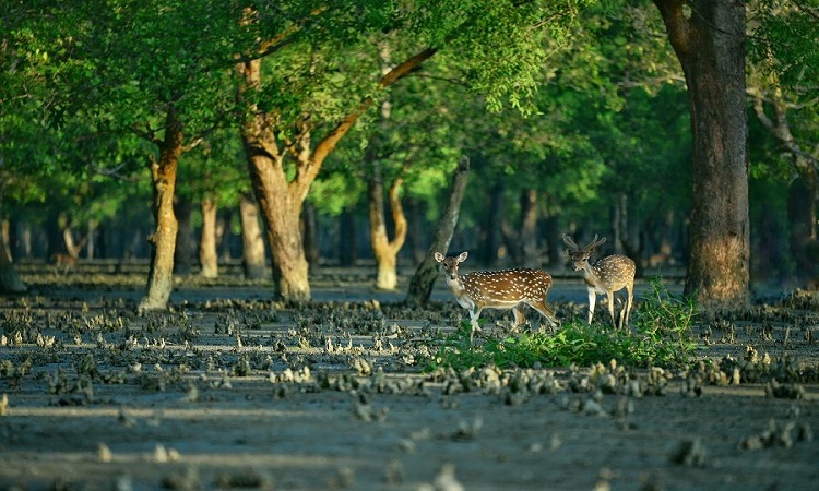 পর্যটকে মুখর শীতের সুন্দরবন
