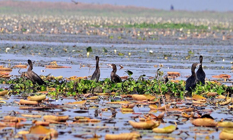 আগামী ৩ জানুয়ারি পর্যন্ত বন্ধ থাকবে বাইক্কা বিল