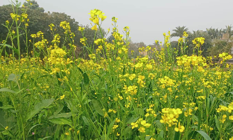 কুষ্টিয়ায় সরকারি প্রণোদনায় সরিষা ও গমের আবাদ বেড়েছে