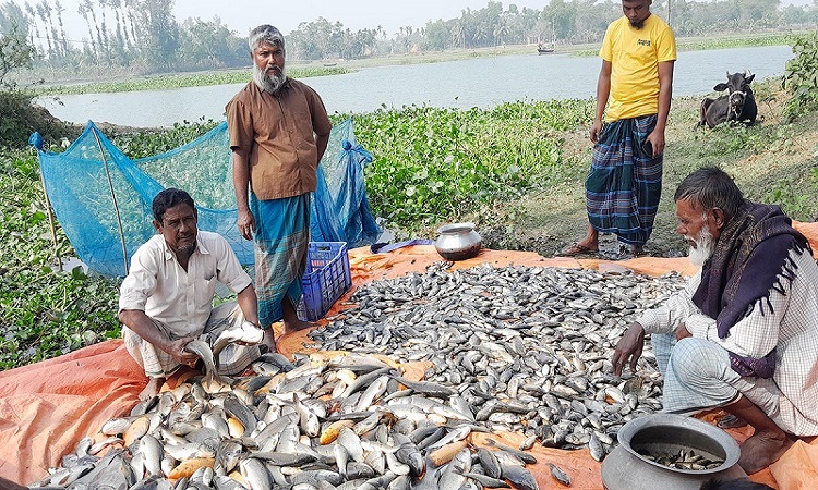 প্রতিহিংসার বিষে মরল কৃষকের ৩ লাখ টাকার মাছ