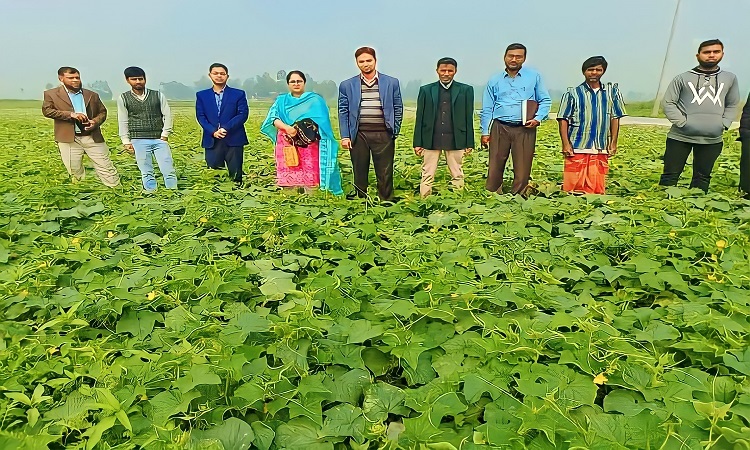 সিরাজগঞ্জের উল্লাপাড়ায় খিরা চাষে বাম্পার ফলন