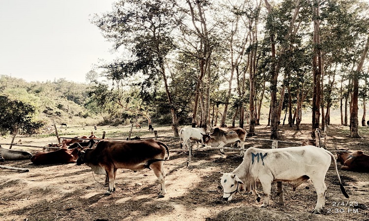 আলীকদম ৫৭ বিজিবির অভিযানে বার্মিজ গরু আটক