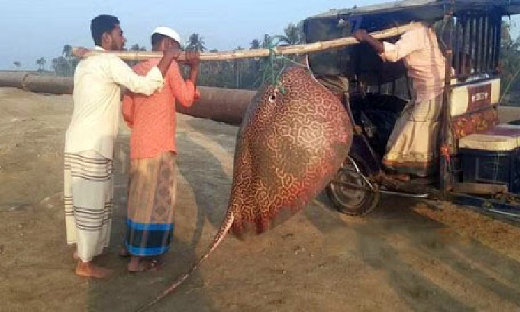 বড়শিতে ধরা পড়লো ১৩০ কেজির মাছ