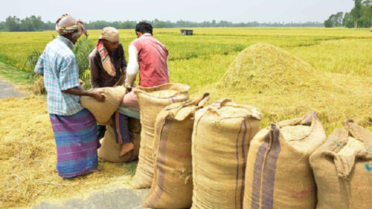 বোরো ধান-চাল সংগ্রহের দাম নির্ধারণ করল সরকার