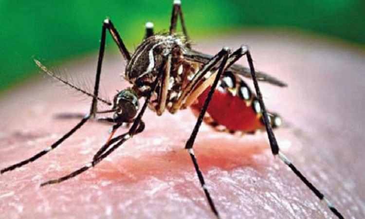 ডেঙ্গুতে ১ জনের মৃত্যু, আক্রান্ত হয়ে হাসপাতালে ৩৩