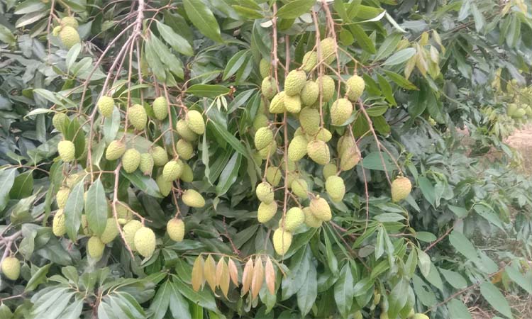 ব্রাহ্মণবাড়িয়ায় ২৫ কোটি টাকার লিচু উৎপাদনের আশা