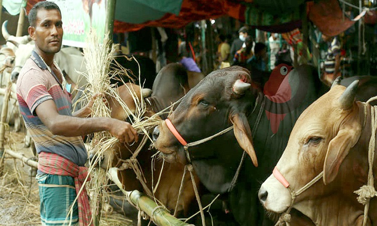 আফতাবনগরে গরুর হাটের ইজারা স্থগিতের মেয়াদ বাড়ল