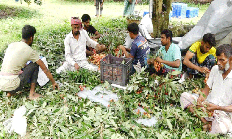 পাবনায় লিচুর ফলনে বিপর্যয়, দামে খুশি চাষীরা