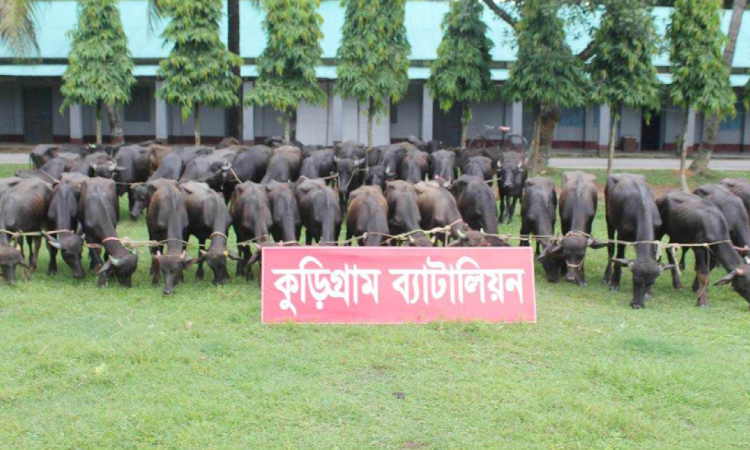 কুড়িগ্রামের সীমান্ত এলাকা থেকে ৪৫টি ভারতীয় মহিষ আটক করেছে বিজিবি