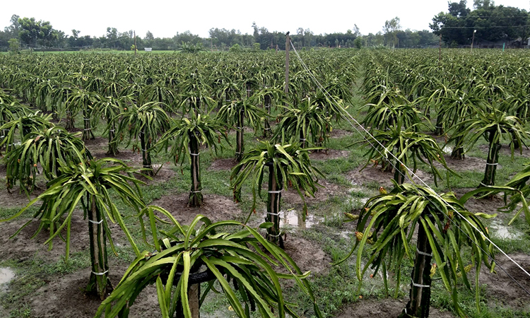 টাঙ্গাইলে ড্রাগন বাগানের টাকায় চলছে এতিমখানাসহ পাঁচ প্রতিষ্ঠান