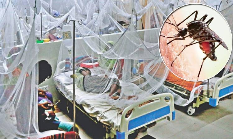 ডেঙ্গুতে ৫ জনের মৃত্যু, হাসপাতালে ভর্তি ১১৯৭