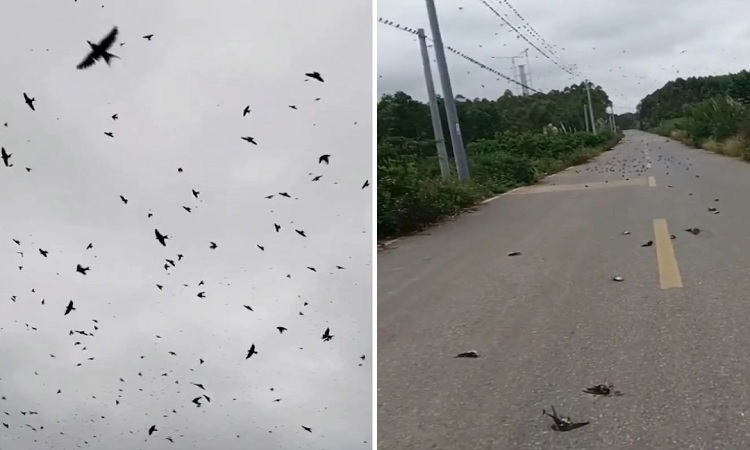 উড়তে উড়তে মৃত্যু, আকাশ থেকে এক ঝাঁক পাখি