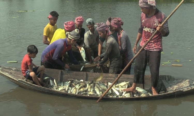 গোপালগঞ্জে পেন কালচার পদ্ধতিতে মাছ চাষ, খরচ কম লাভ বেশি