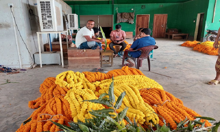 হরতাল-অবরোধে ঝিনাইদহে ফুলের ব্যাবসায় ধস, দিশেহারা ফুল চাষীরা