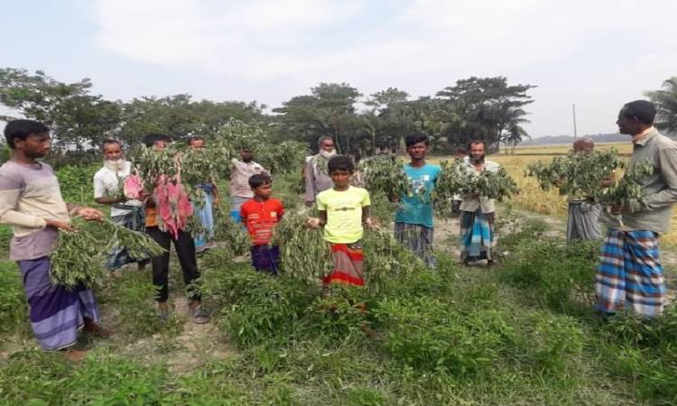 চরফ্যাশনে ফুলকপি ও মরিচ গাছ উপড়ে ফেললো দুর্বৃত্তরা