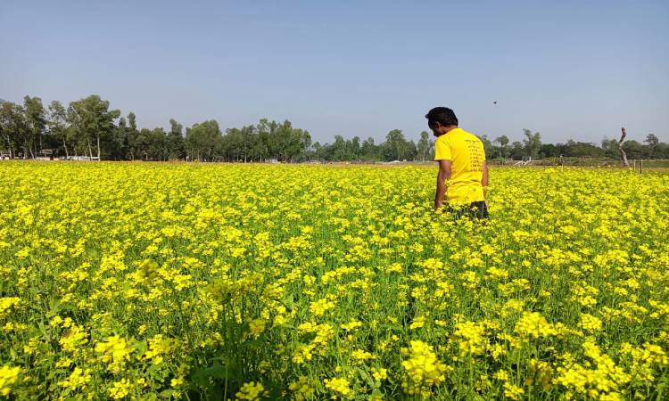 চিলমারীতে হলুদ ফুলের গালিচায় স্বপ্ন বুনছেন কৃষকরা