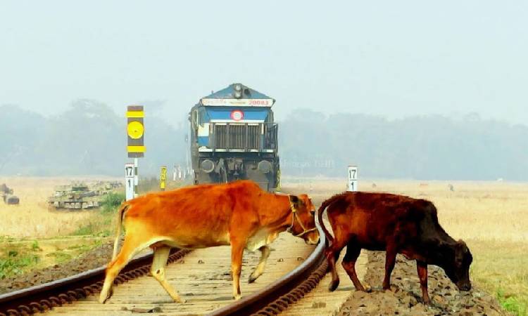 ট্রেনে কাটা পড়ে গরুর মৃত্যু
