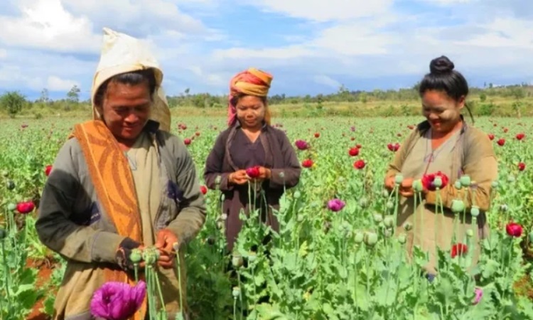 আফগানিস্তানকে টপকে আফিম উৎপাদনে শীর্ষে মিয়ানমার: জাতিসংঘ