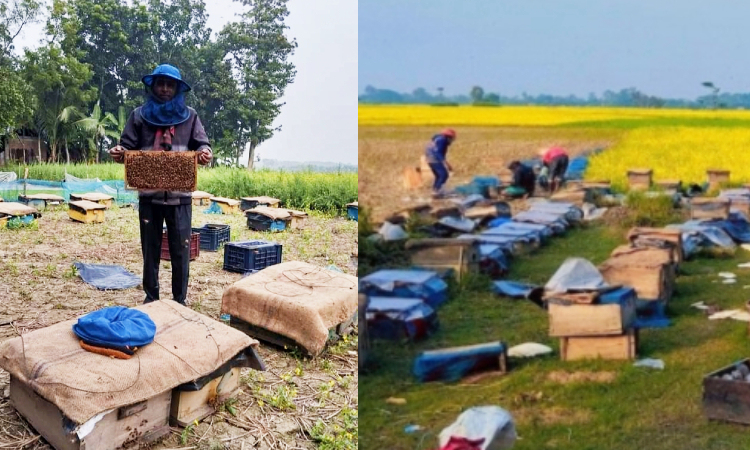 শালিখায় মধু সংগ্রহে ব্যস্ত সময় পার করছেন মৌচাষিরা