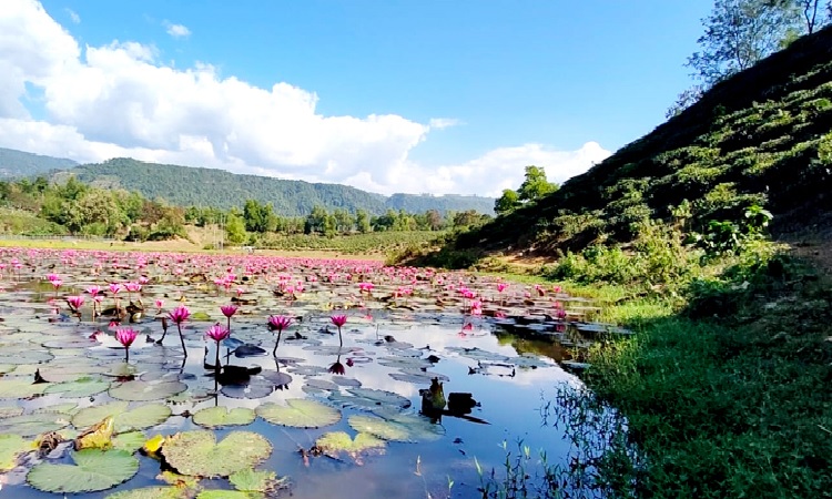 মুগ্ধতা ছড়ানো লাল শাপলার লেক