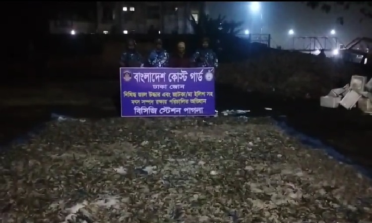 কোস্ট গার্ডের অভিযানে প্রায় ৫ হাজার কেজি বিষযুক্ত চিংড়ি মাছ জব্দ