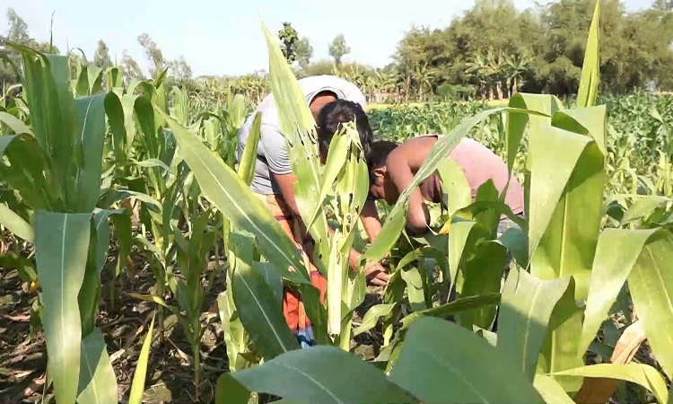 শতবিঘা জমির ভুট্টা নষ্টের পথে, কৃষকের কপালে চিন্তার ভাঁজ