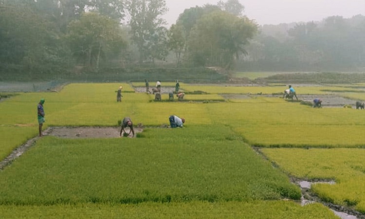 ঘন কুয়াশায় বোরো বীজতলা নিয়ে শঙ্কায় চুয়াডাঙ্গার চাষিরা