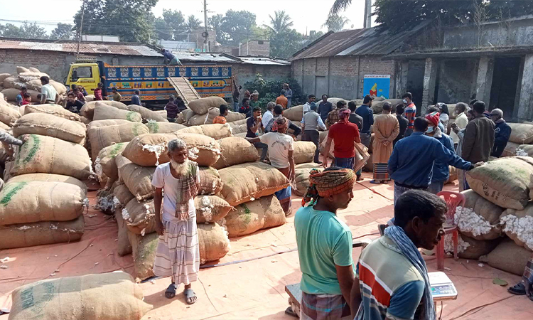 দৌলতপুরে তুলার চাষ বাড়লেও লাভ নিয়ে শঙ্কায় চাষীরা