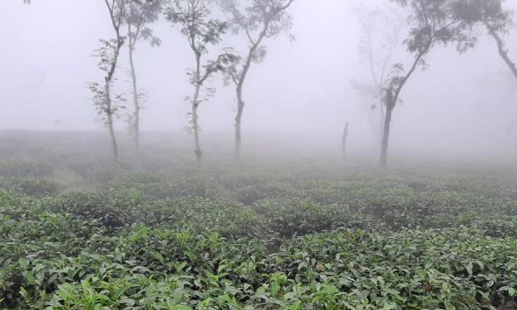 সর্বনিম্ন তাপমাত্রায় কাঁপছে শ্রীমঙ্গল