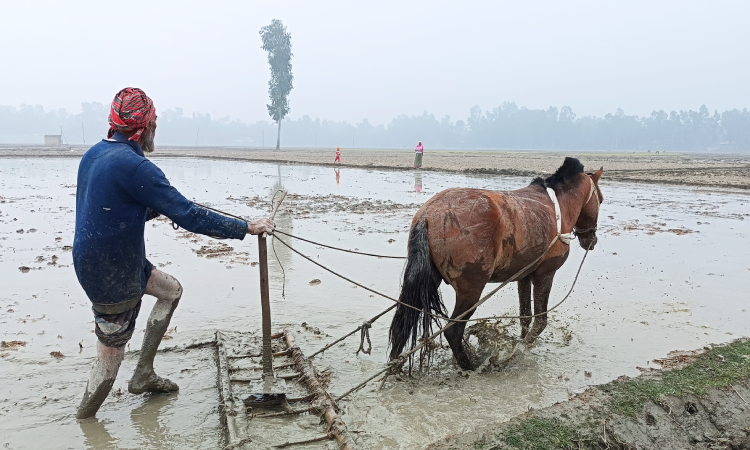পরিশ্রম কমাতে ঘোড়া দিয়ে জমিতে মই