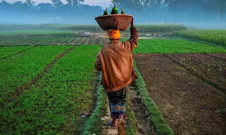 তাপমাত্রা বেড়েও চুয়াডাঙ্গায় বইছে মৃদু শৈত্যপ্রবাহ