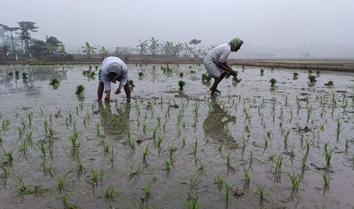 ঘাটাইলে বোরো ধানের চারা রোপনে ব্যস্ত কৃষক