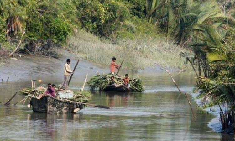 কাল শুরু হচ্ছে সুন্দরবনে গোলপাতা আহরণ মৌসুম