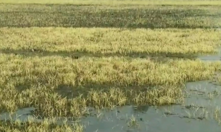 হিলিতে তীব্র শীতে মরে যাচ্ছে বোরোধানের বীজতলা