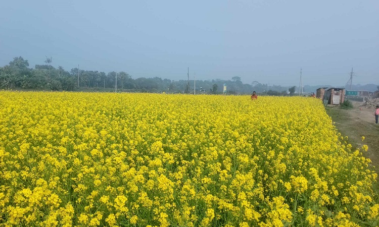 নড়াইলে সরিষা ফুলের মধু সংগ্রহে ব্যস্ত মৌ চাষিরা