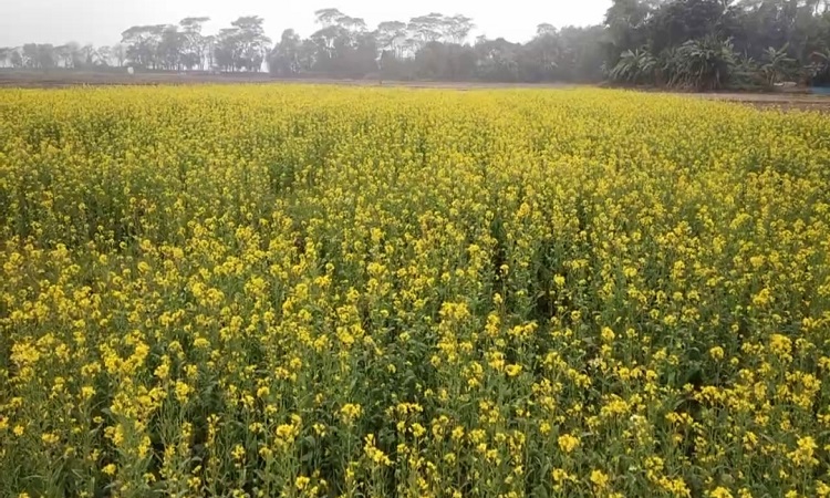 ব্রাহ্মণবাড়িয়ায় চলতি মৌসুমে ২৭ হাজার ১২১শ মেট্রিক টন সরিষা উৎপাদনের আশা