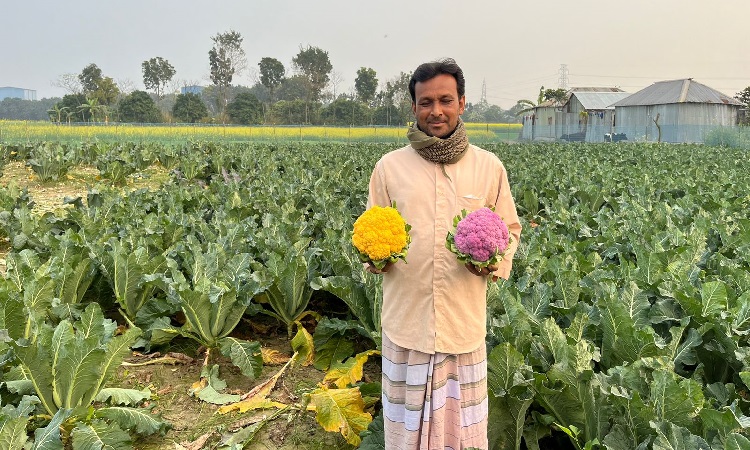 ইউটিউব দেখে রঙিন ফুলকপি চাষ করে সফল পাবনার আসলাম আলী