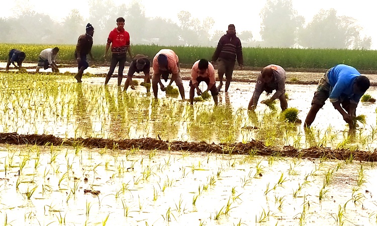 হিলিতে বোরো ধানের চারা রোপণে ব্যস্ত কৃষক, অতিরিক্ত খরচ নিয়ে দুশ্চিন্তা